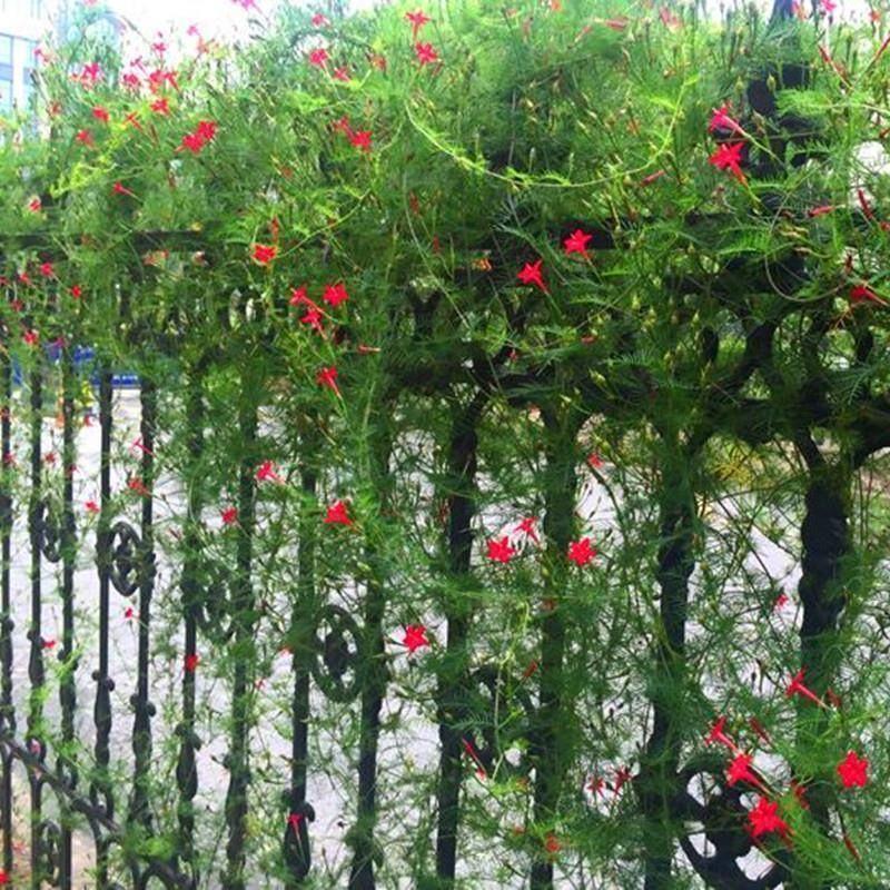 羽叶茑萝种子爬藤爬墙花卉五角星花庭院围墙攀援植物四季易活