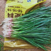 精品红根蒜苗大量上市欢迎合作产地直发，支持实地考察看货，