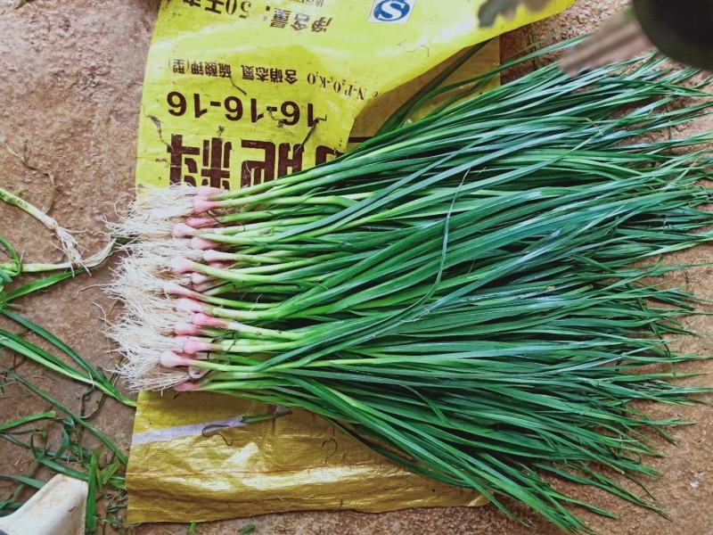 精品红根蒜苗大量上市欢迎合作产地直发，支持实地考察看货，