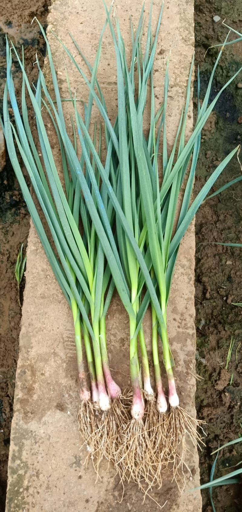 精品红根蒜苗大量上市欢迎合作产地直发，支持实地考察看货，