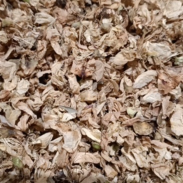 槐花，洋槐花干货颜色好，干净无杂质量保证！