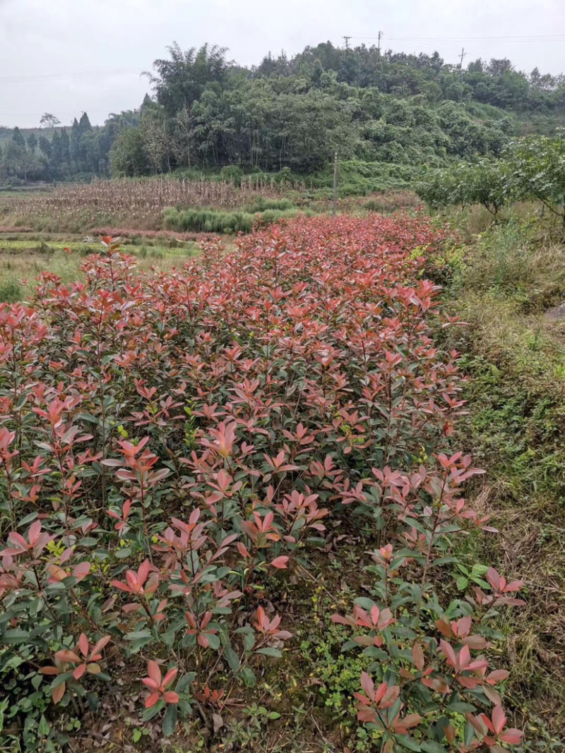 红叶石楠小苗，货源充足