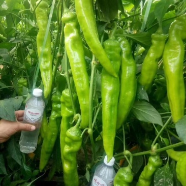 尖椒精品莘县大量上市中产地直销货源充足欢迎老板们咨询