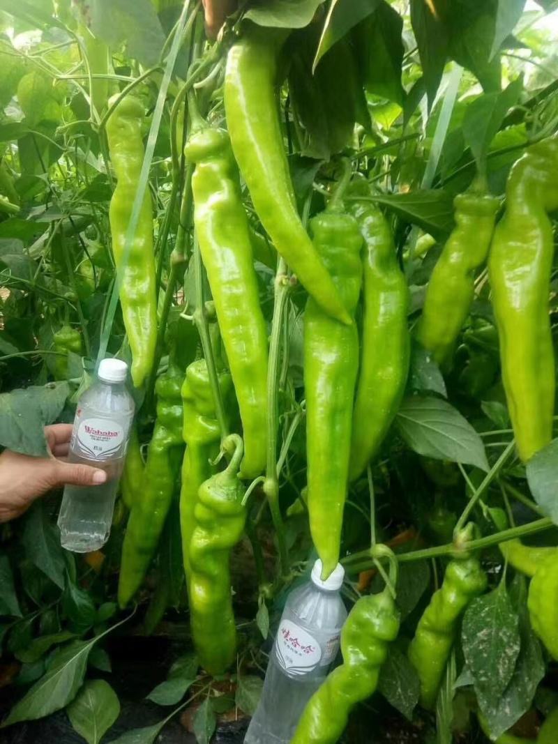 尖椒精品莘县大量上市中产地直销货源充足欢迎老板们咨询