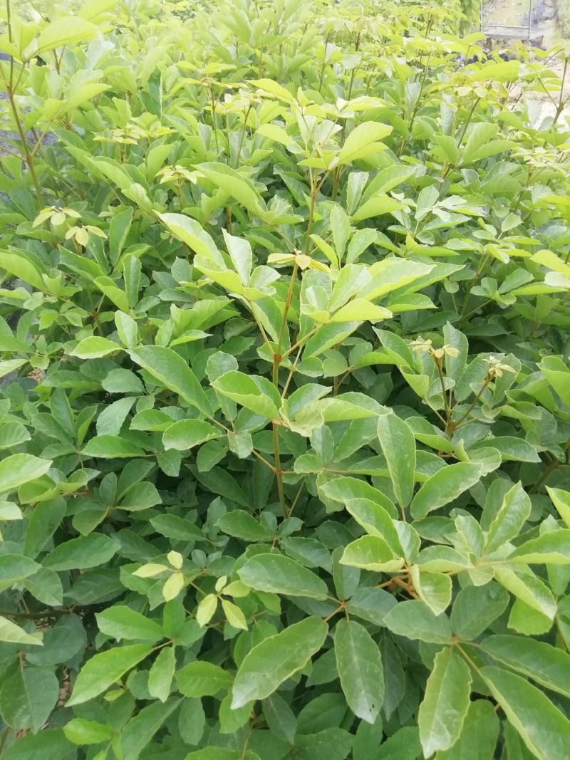多花黄花风铃，营养小杯苗，路边公园旅游景区之一树苗