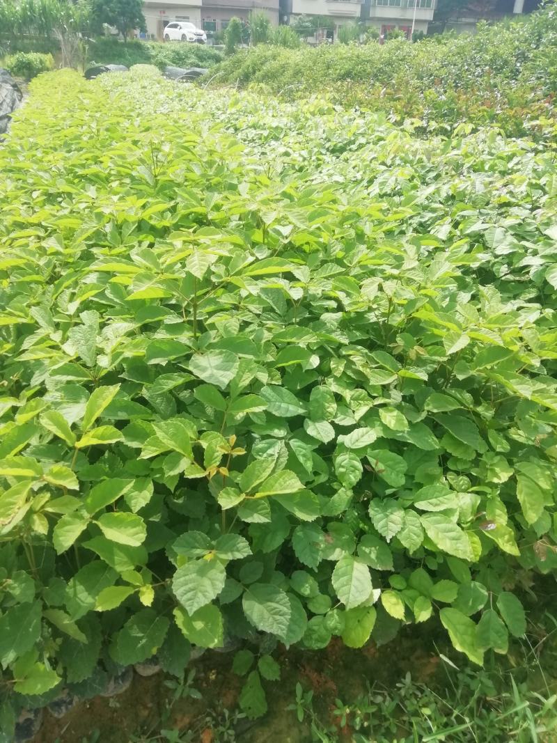 多花黄花风铃，营养小杯苗，路边公园旅游景区之一树苗
