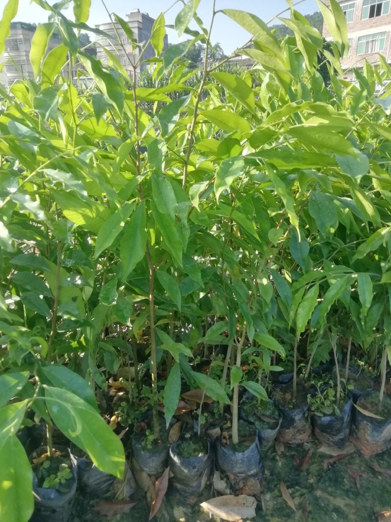 土沉香营养小袋苗，批发价格优质供应名贵药材树苗