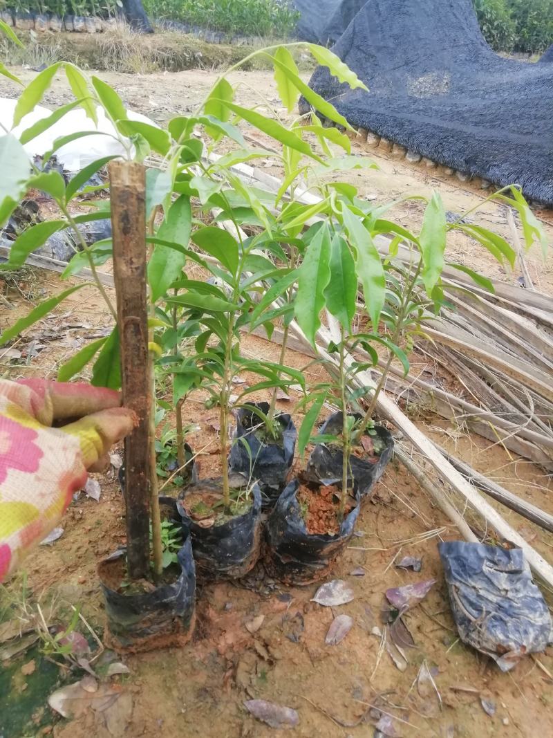 土沉香营养小袋苗，批发价格优质供应名贵药材树苗