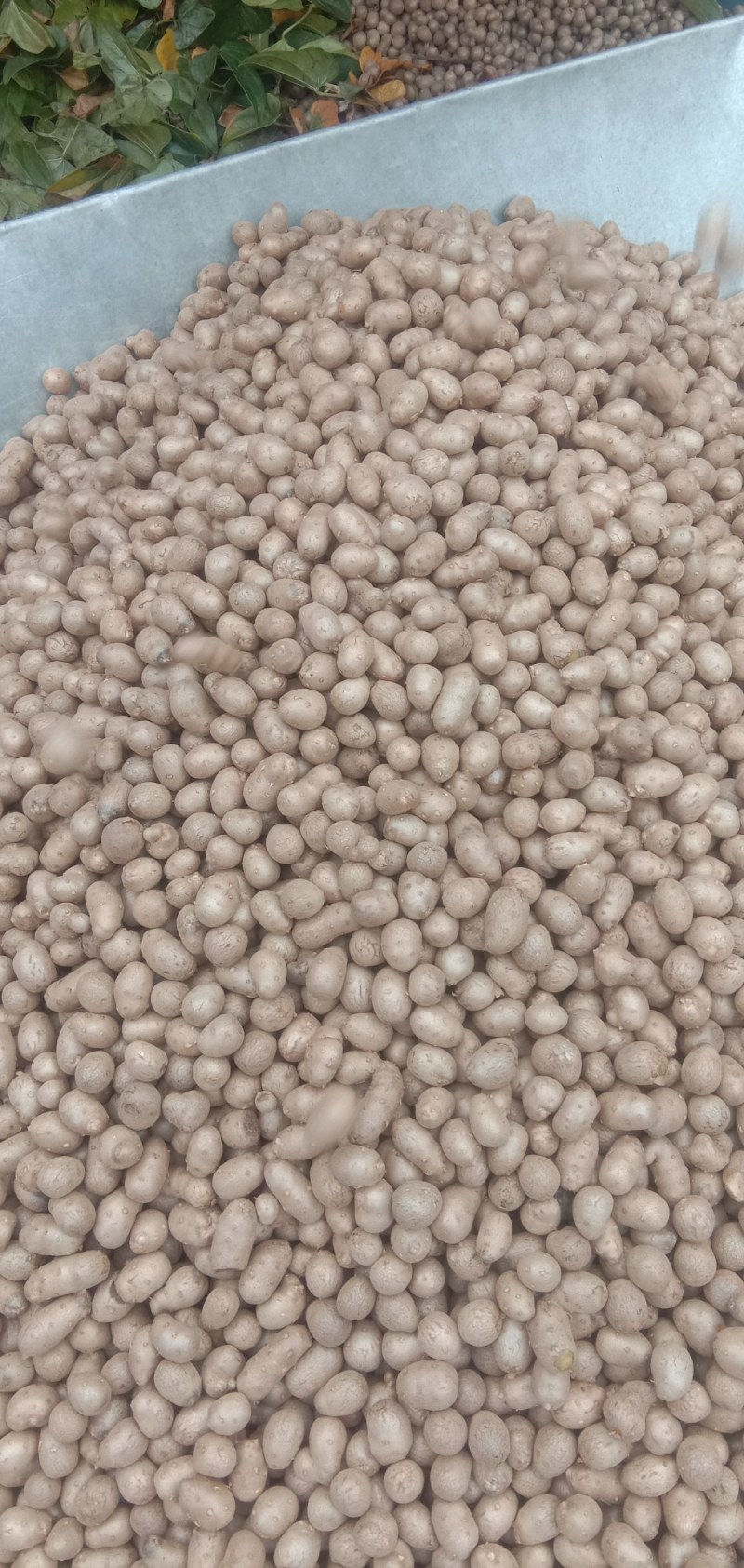 精选白玉山药豆大量上市