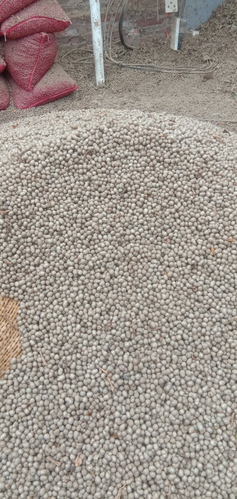 精选白玉山药豆大量上市