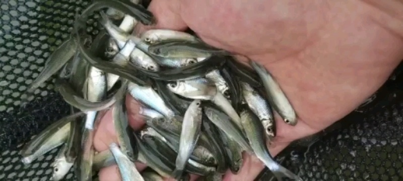 场地直销长期供应，草鱼苗淡水鱼苗，四大家鱼苗，有太小规格