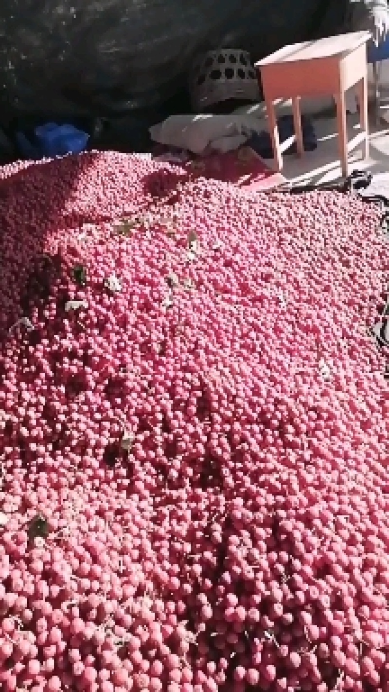 精品红果，山里红，大量上市