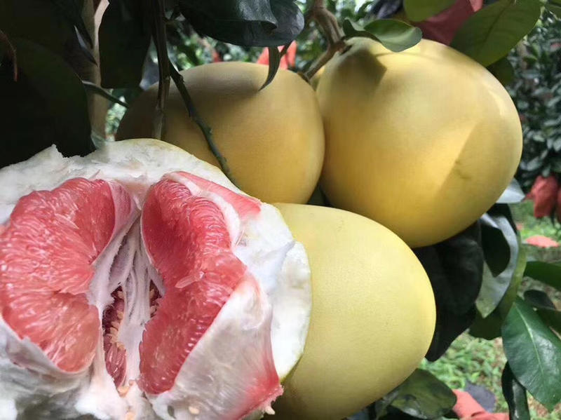 福建平和柚子漳州蜜柚三红柚新鲜水果产地直发