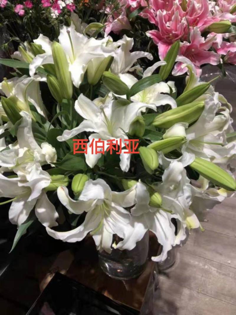荷兰/南美进口香水百合种球一代球对版正品
