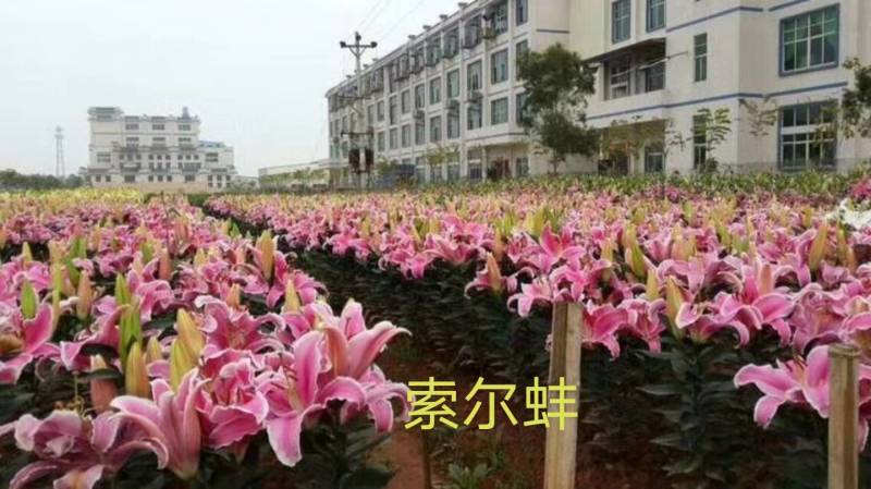 荷兰/南美进口香水百合种球一代球对版正品