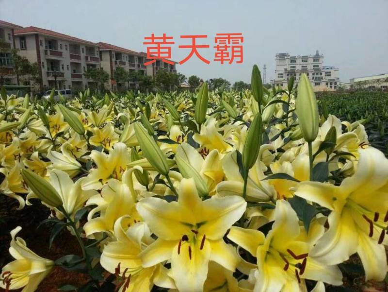荷兰/南美进口香水百合种球一代球对版正品