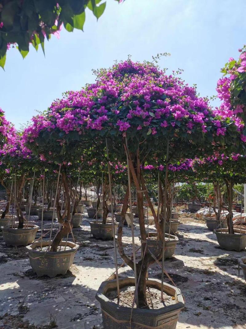 伞型三角梅造型三角梅全国主产区漳州种植基地批发直销价格