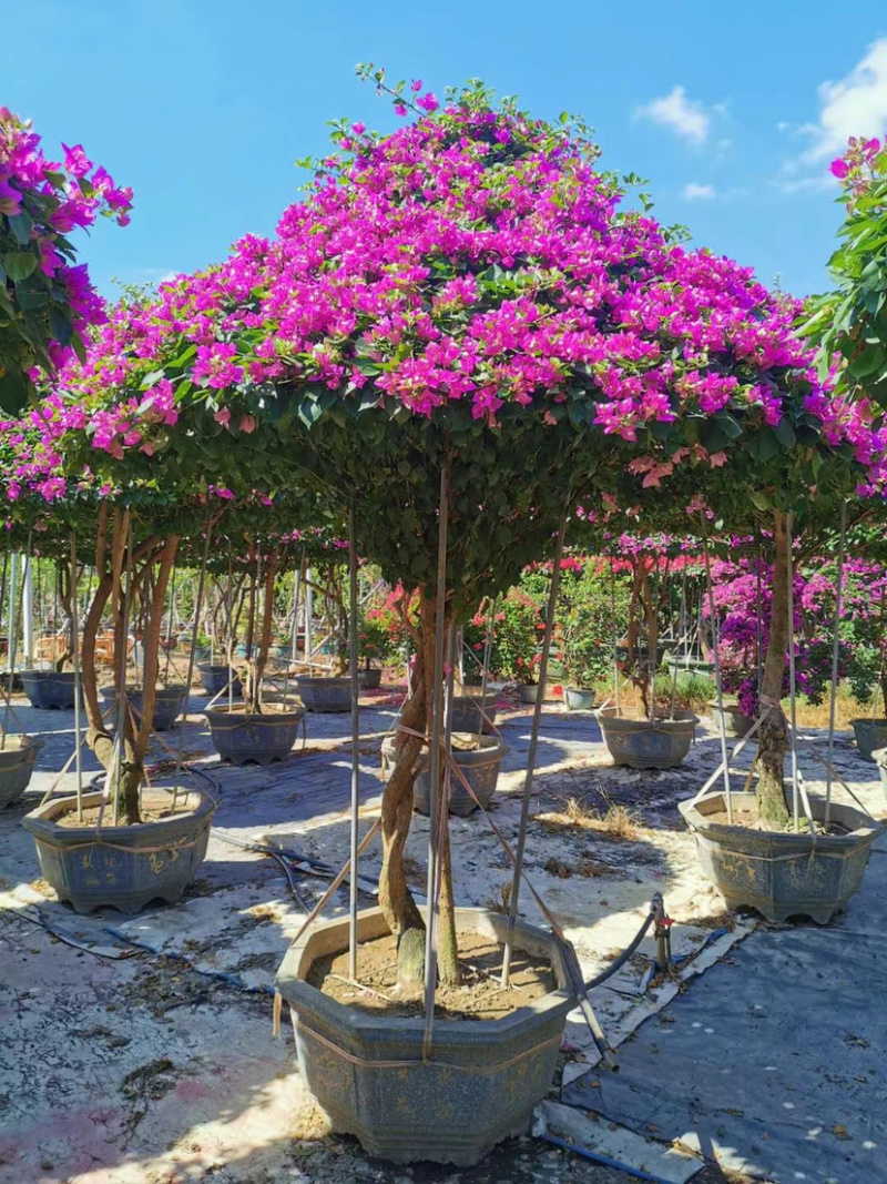 伞型三角梅造型三角梅全国主产区漳州种植基地批发直销价格