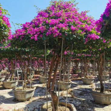 伞型三角梅造型三角梅全国主产区漳州种植基地批发直销价格
