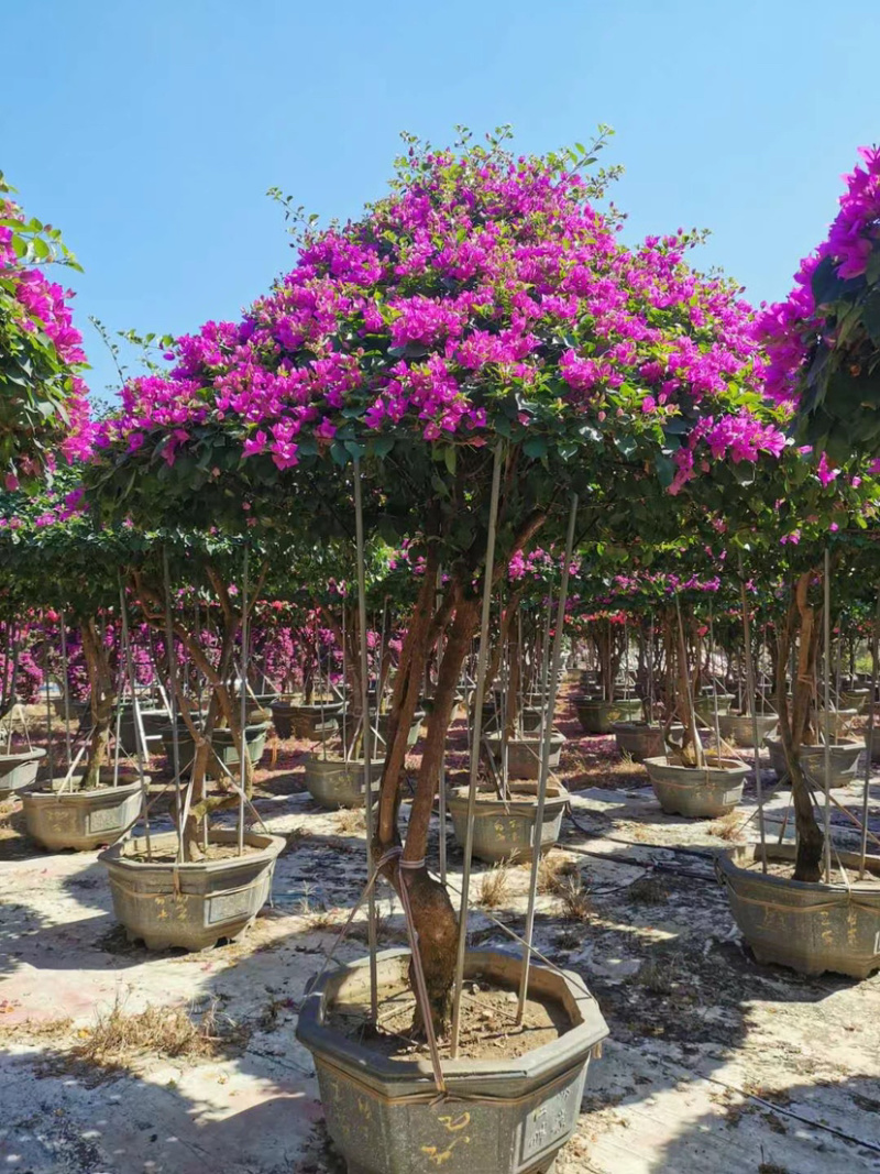 伞型三角梅造型三角梅全国主产区漳州种植基地批发直销价格