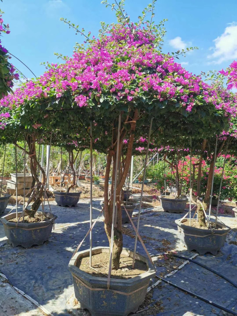 伞型三角梅造型三角梅全国主产区漳州种植基地批发直销价格
