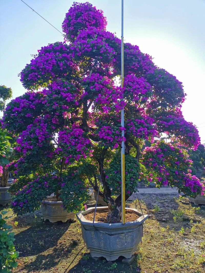 伞型三角梅造型三角梅全国主产区漳州种植基地批发直销价格