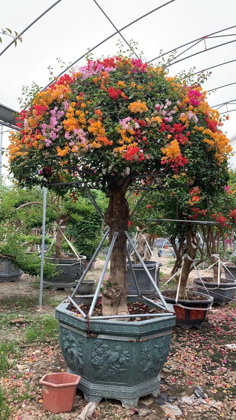 伞型三角梅造型三角梅全国主产区漳州种植基地批发直销价格
