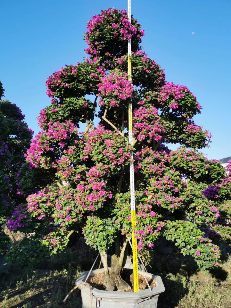 伞型三角梅造型三角梅全国主产区漳州种植基地批发直销价格