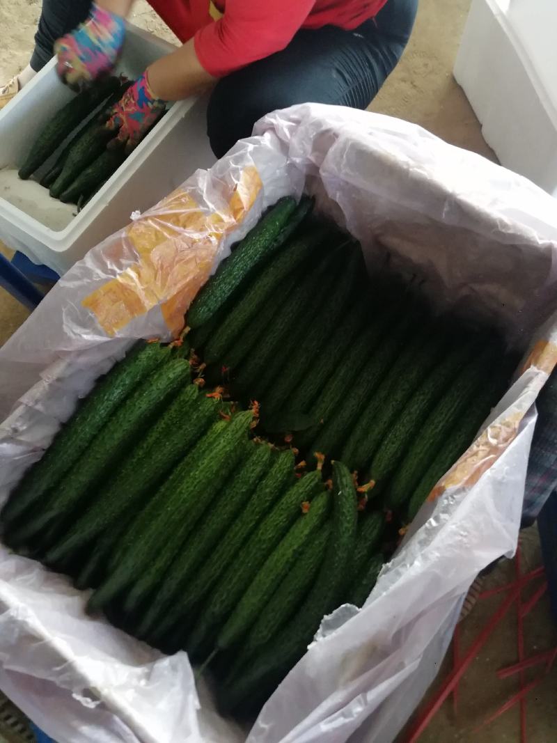 山东精品密刺黄瓜，基地直销，量大从优，货源稳定供应全国