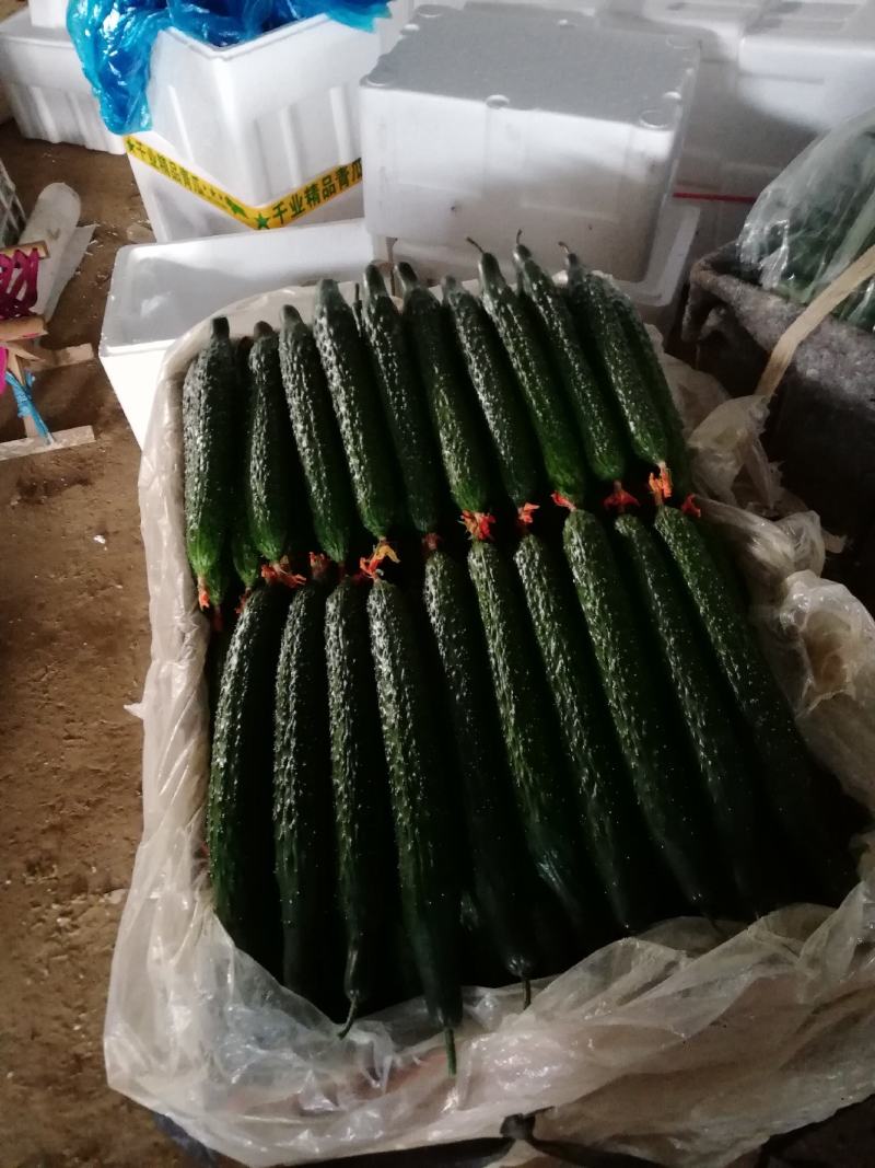 山东精品密刺黄瓜，基地直销，量大从优，货源稳定供应全国