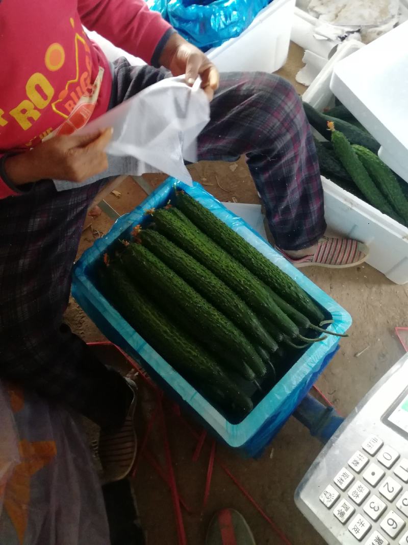 山东精品密刺黄瓜，基地直销，量大从优，货源稳定供应全国