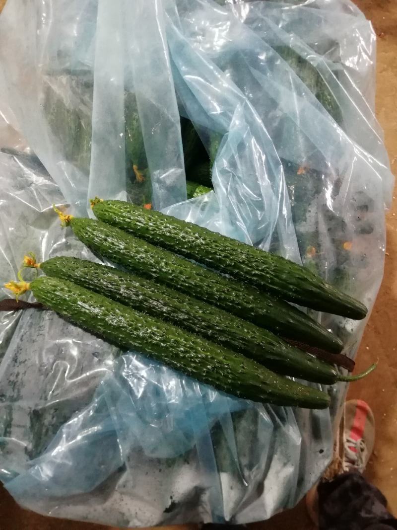 山东精品密刺黄瓜，基地直销，量大从优，货源稳定供应全国