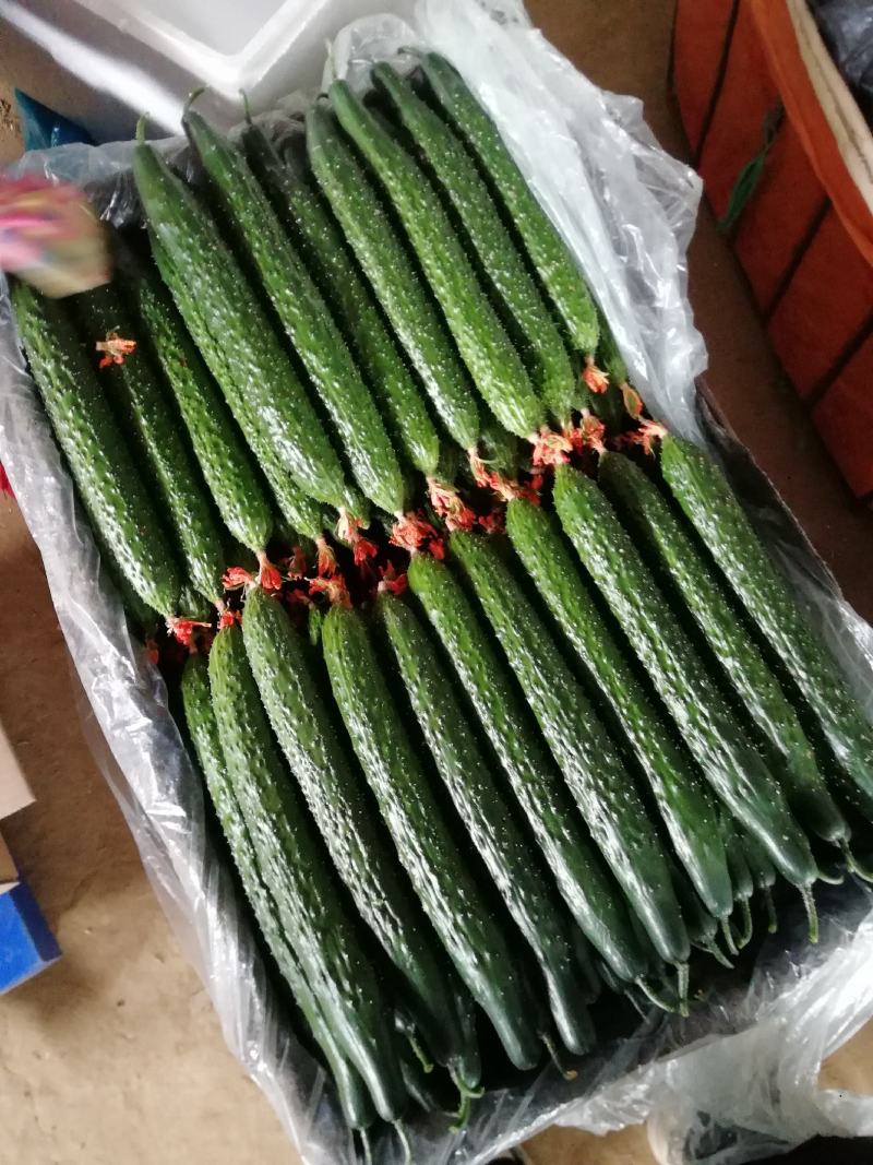 山东精品密刺黄瓜，基地直销，量大从优，货源稳定供应全国