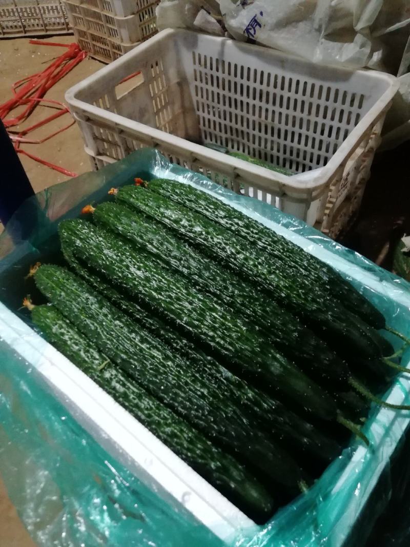 山东精品密刺黄瓜，基地直销，量大从优，货源稳定供应全国