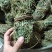 鸡骨草没硫磺颜色青绿