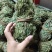 鸡骨草没硫磺颜色青绿