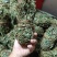 鸡骨草没硫磺颜色青绿