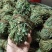 鸡骨草没硫磺颜色青绿