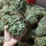 鸡骨草没硫磺颜色青绿