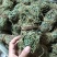 鸡骨草没硫磺颜色青绿