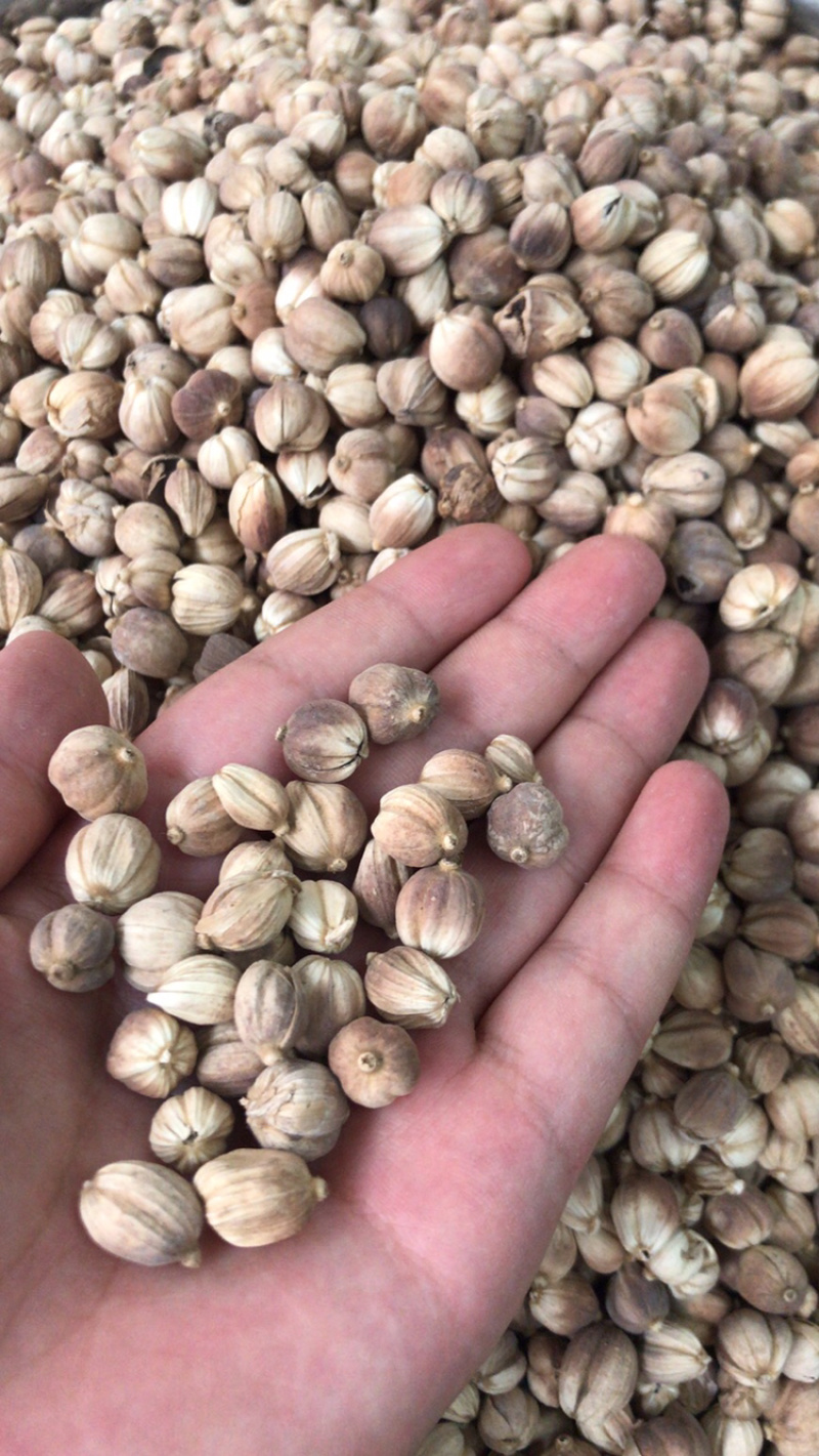 产地直销批发药材，香料批发，白叩，白寇，白蔻，白豆蔻
