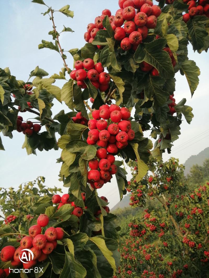 精品红果，山里红，大量上市