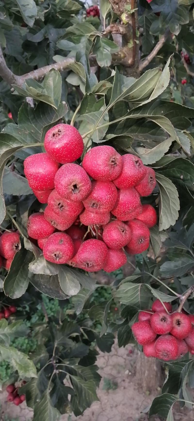 精品红果，山里红，大量上市