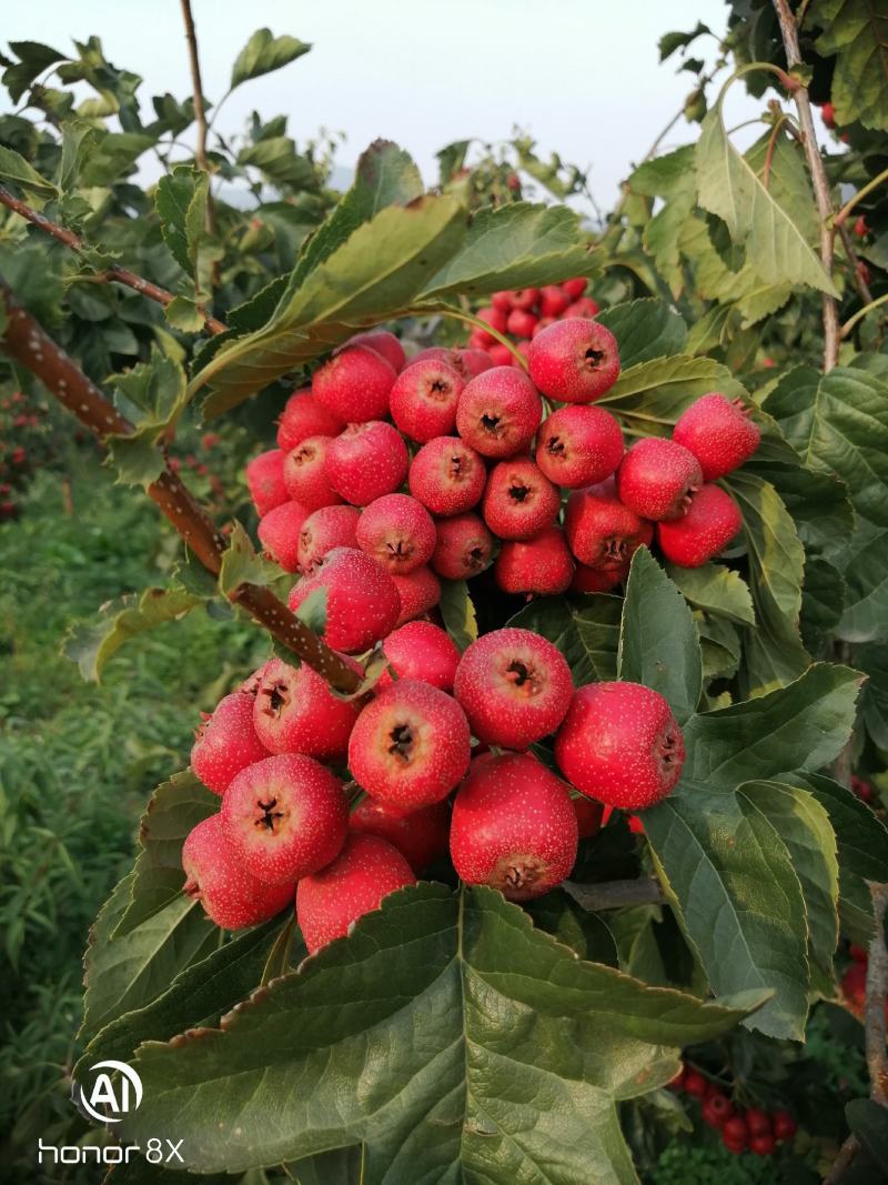 精品红果，山里红，大量上市