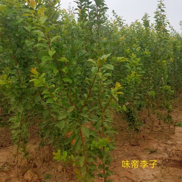 蜥蜴蛋李子苗国峰李子苗蜂糖李子苗味帝李子苗