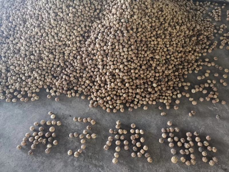 云南麻子核桃现货供应大量现货价格美丽