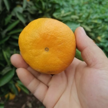 蜜橘一件代发便宜了大量上市