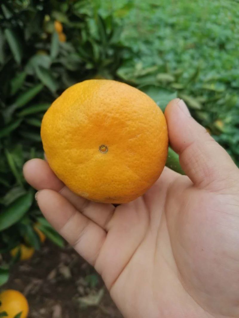 蜜橘一件代发便宜了大量上市
