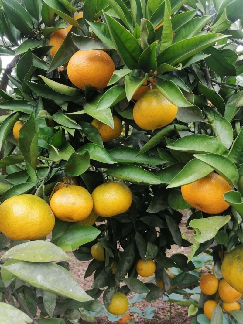 蜜橘一件代发便宜了大量上市