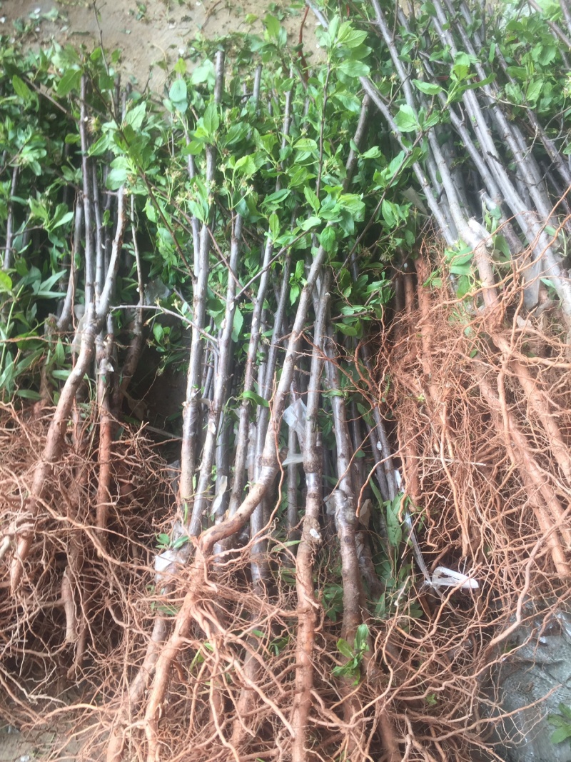 （🈶️好货）蜂糖李、红翠李、5⃣️月脆、青脆李